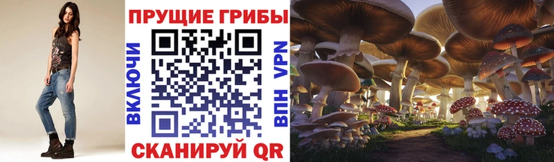 Псилоцибиновые грибы мицелий даркнет официальный сайт Нерюнгри хочу